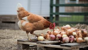 Can chickens eat onions